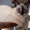 sacré de birmanie seal tortie point