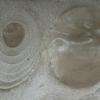 fresque