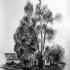 Saint-Sauveur d'Emalleville, dép 76, fusain et craie d'art sur papier 42x29,7cm