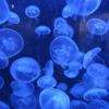 Magnifique aquarium de méduses