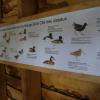 les oiseaux que l'on observés