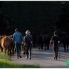 Reportage photo pour la transhumance de la Ferme de Mareil