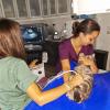 Echographie abdominale à la Clinique vétérinaire Chat-Perché.Vet - Dr Aude RIVOIRE, clinique vétérinaire de Pierrelaye pour chiens, chats, lapins et rongeurs