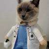 Dr Triskel, la mascotte