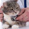 Vétérinaire pour chat à la Clinique Vétérinaire des Mille Etangs, Le Blanc (36300)