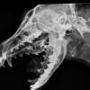 Radiographie numérique