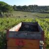 vignes menées en agriculture biologique depuis plusieurs générations! semi biodynamie, vendanges manuelles, méthodes de vinification traditionnelles