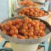 Mandarines confites