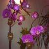 Belle orchidee