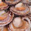 Coquilles saint jacques vivantes