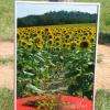 Miroir chauffant infrarouge 600 watts - 60x110