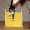 https://www.youtube.com/channel/UClJZtLbGBqErmLMos_Sp_tw
Des vidéos astuces et conseils pour vos chats sur YOUTUBE @cosmochats