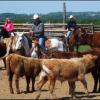 Stage Bétail au Country Pony Ranch
