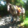 Apache Lord au Country Pony Ranch