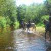 Baignade en vue avec les chevaux du Country Pony Ranch
