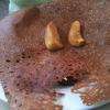 Crepe au boudin