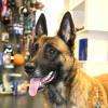 N'hésitez pas à venir avec votre chien ou chat dans votre magasin Croc Blanc, surtout si vous souhaitez lui acheter un collier ou un harnais et que vous n'êtes pas sûr de sa taille :)