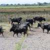La Camargue