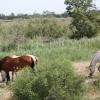 La Camargue