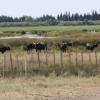 La Camargue