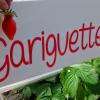 Fraise gariguette