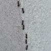 traitement fourmis