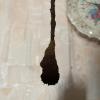 traitement termites