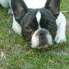 Haby : bouledogue français