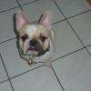 Harry bouledogue Français 17 mois