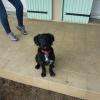 Gina : petite chienne croisée de 4 mois