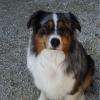 Chester : Berger australien
5 ans