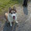 Avalanche : Husky 7 mois