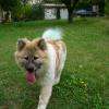 Ghanza : Eurasier