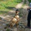 Goldy : Berger Malinois
15 mois
