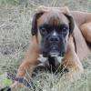 Harco : Boxer 4 mois