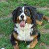 Chipie : Bouvier Bernois
5 ans