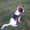 Sweety - Epagneul Nain Phalene
8 mois