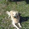 Astan Golden retriever 7 ans