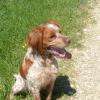 Flèche Epagneul breton 3 ans