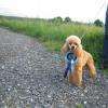 jiji femelle caniche naine abricot lof confirmer