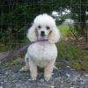 flocon male caniche nain blanc pure