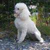 elfi femelle caniche naine blanche pure