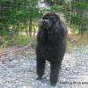 femelle caniche naine noire 