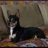 Fakir male chihuahua poils court
