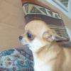Molly femelle chihuahua fauve poils court