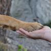 Dog Academia Cévennes – Educateur et comportementaliste canin à Alès et ses alentours 

