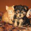 Yorkshire + chaton