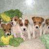 Jack russel