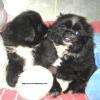 pekinois
