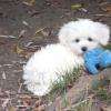 bichon frisé